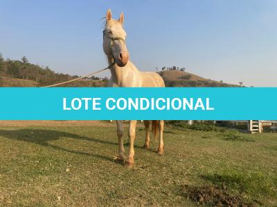 LOTE 016 - BUENO PEPPYS BOY LLB