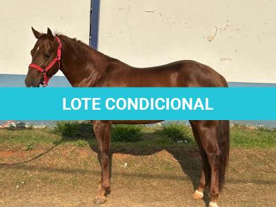 LOTE 005 - SPIRIT HANCOCK