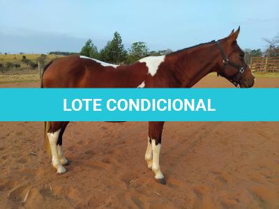 LOTE 013 - HILL TOPFLYER HSA