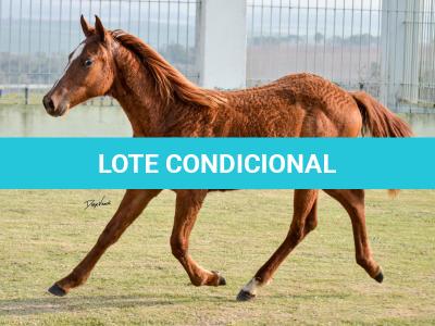 LOTE 016 - JACK FLYER