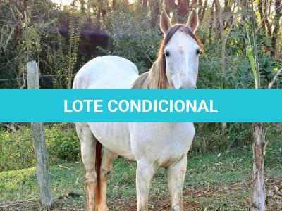 LOTE 017 - PEPITA TROUBLE JAY