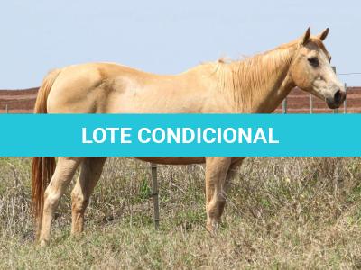 LOTE 014 - IVANA JET