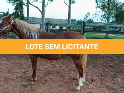 LOTE 008 - DUAL BROWN CAT MPQ