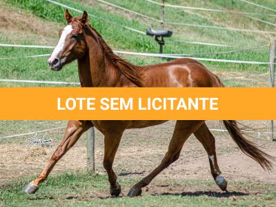 LOTE 006 - LAST BRYAN STARLIGHT