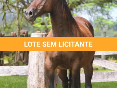 LOTE 015 - KINDA APOLLO THISTU