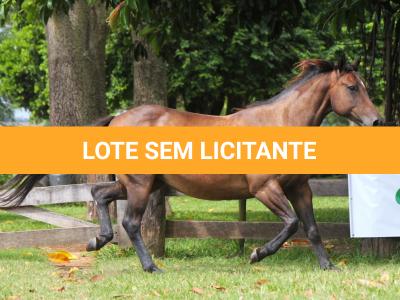 LOTE 015 - KINDA APOLLO THISTU