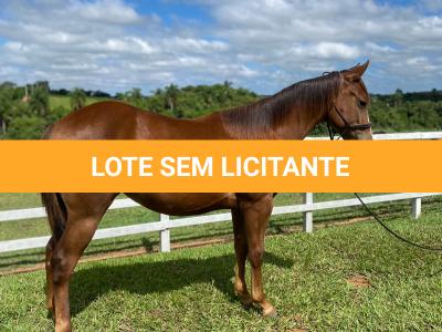 LOTE 010 - LITTLE QUEEN DUN IT