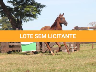 LOTE 004 - PLAYBOY OAK EDU