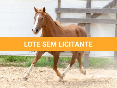 LOTE 018 - FANTASMA ESM DA PPMP