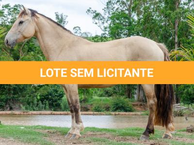 LOTE 005 - DANSARINA DO NORTE VELHO (2x1)