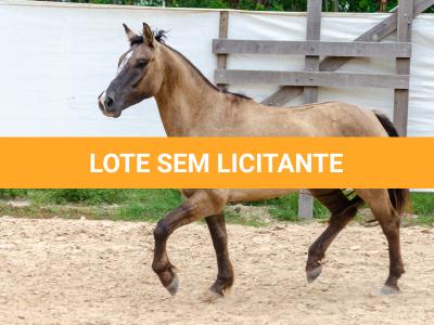 LOTE 011 - ATREVIDO ESM DA PPMP