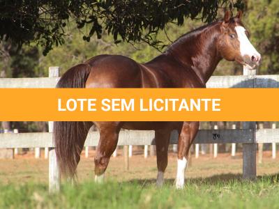 LOTE -100 - SECOND AMENDENT (Coberturas)