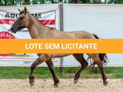 LOTE 011 - ATREVIDO ESM DA PPMP