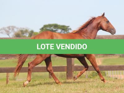 LOTE 011 - EL ZORRERO DANS EDU