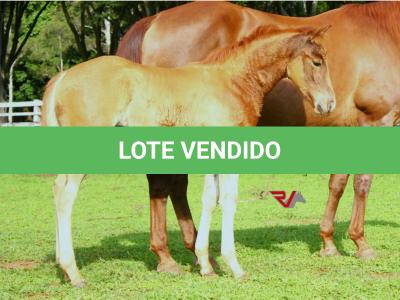 LOTE 017 - LITTLE LADY JAY  (2x1)