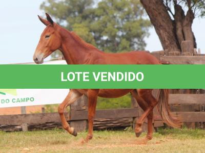 LOTE 018 - CARRAPICHO