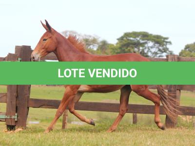 LOTE 018 - CARRAPICHO