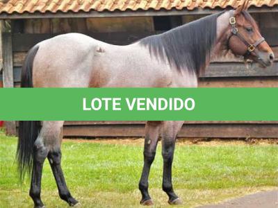 LOTE 002 - BLACKSMITH FAME BG (Coberturas)