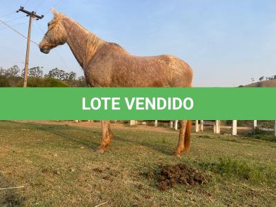 LOTE 007 - FAST IN COUNTRY PDL