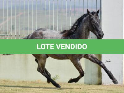 LOTE 004 - JOCASTA BLUE