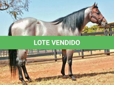 LOTE 002 - BLACKSMITH FAME BG (Coberturas)