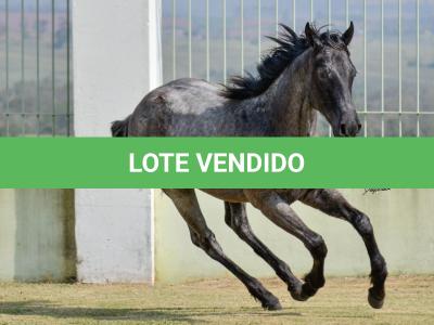 LOTE 004 - JOCASTA BLUE