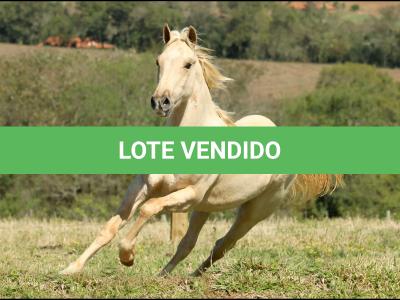 LOTE 005 - SULTAO N MORE