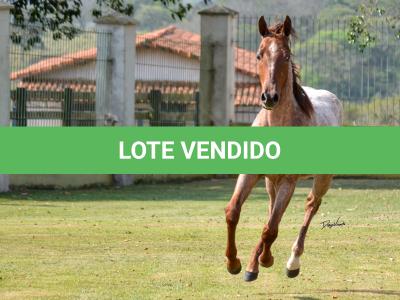 LOTE 003 - JACK DOC BEE