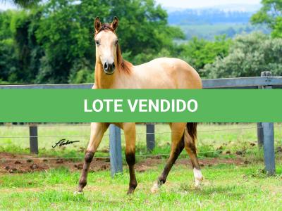 LOTE 006 - SHINER LITTLE CIELO