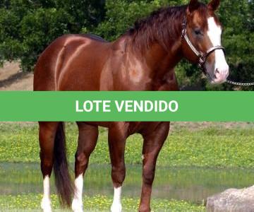 LOTE 003 - EMBRIÃO A EFETIVAR (LITTLE JAZZAREY x REDNECK CRAT)