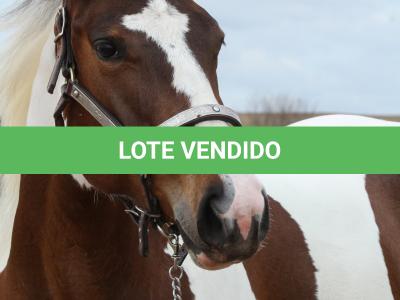 LOTE 009 - SUZYE EASY TOO YBJ