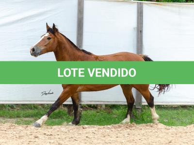 LOTE 014 - BONECA ESM DA PPMP