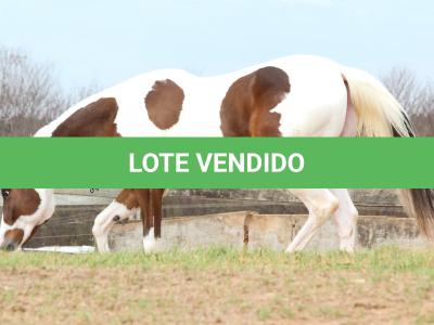 LOTE 009 - SUZYE EASY TOO YBJ