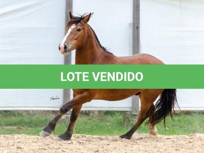 LOTE 010 - AMULETO ESM DA PPMP