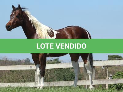 LOTE 005 - ZAN CODY CIELO YBJ