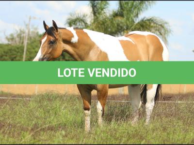 LOTE 026 - LADY DELTA MIME- TE