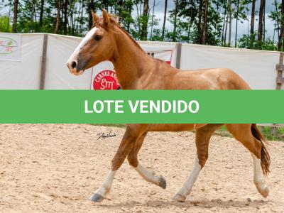 LOTE 016 - CALIBRE ESM DA PPMP