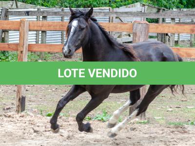 LOTE 019 - CACIQUE ESM DA PPMP