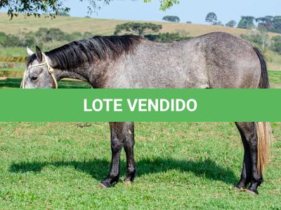 LOTE 007 - ALMA BEST GUN