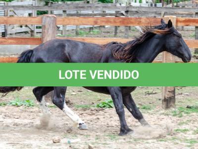 LOTE 019 - CACIQUE ESM DA PPMP