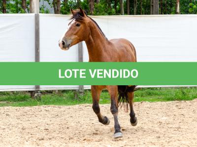 LOTE 010 - AMULETO ESM DA PPMP