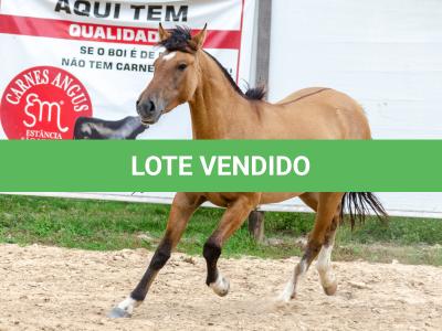 LOTE 009 - ESMERALDA ESM DA PPMP