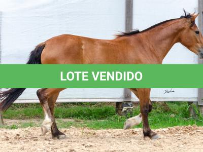 LOTE 012 - AURORA ESM DA PPMP