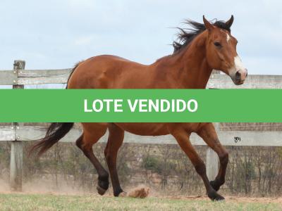 LOTE 008 - WV CASH MAN EAS