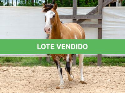 LOTE 008 - DEBOCHADA ESM DA PPMP