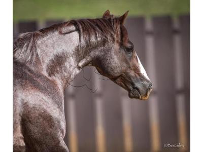 LOTE 013 A - FANTASTIC CAT (Coberturas)