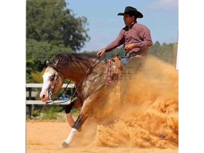 LOTE 041 - TOP GOTTA GUN (Coberturas)