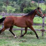 LOTE 005 - ELETTRA PANTHER HMJ