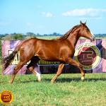 LOTE 007 - KINGS HEAVEN REY B3