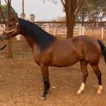 LOTE 003 - EMBRIÃO A EFETIVAR (LITTLE JAZZAREY x REDNECK CRAT)